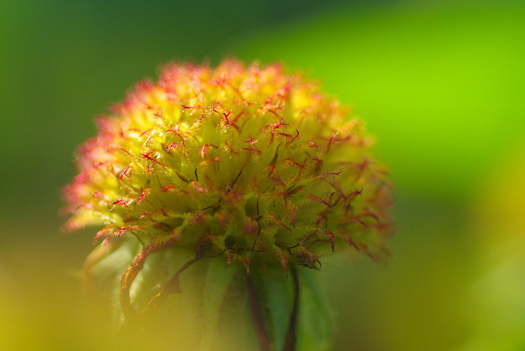 花びらが散って・・・