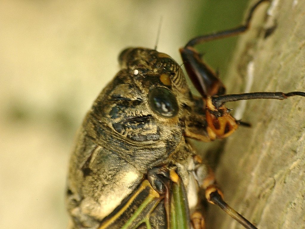 デカ顔