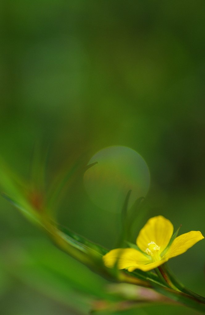 寝ぼけ花