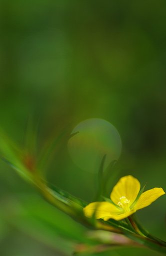 寝ぼけ花