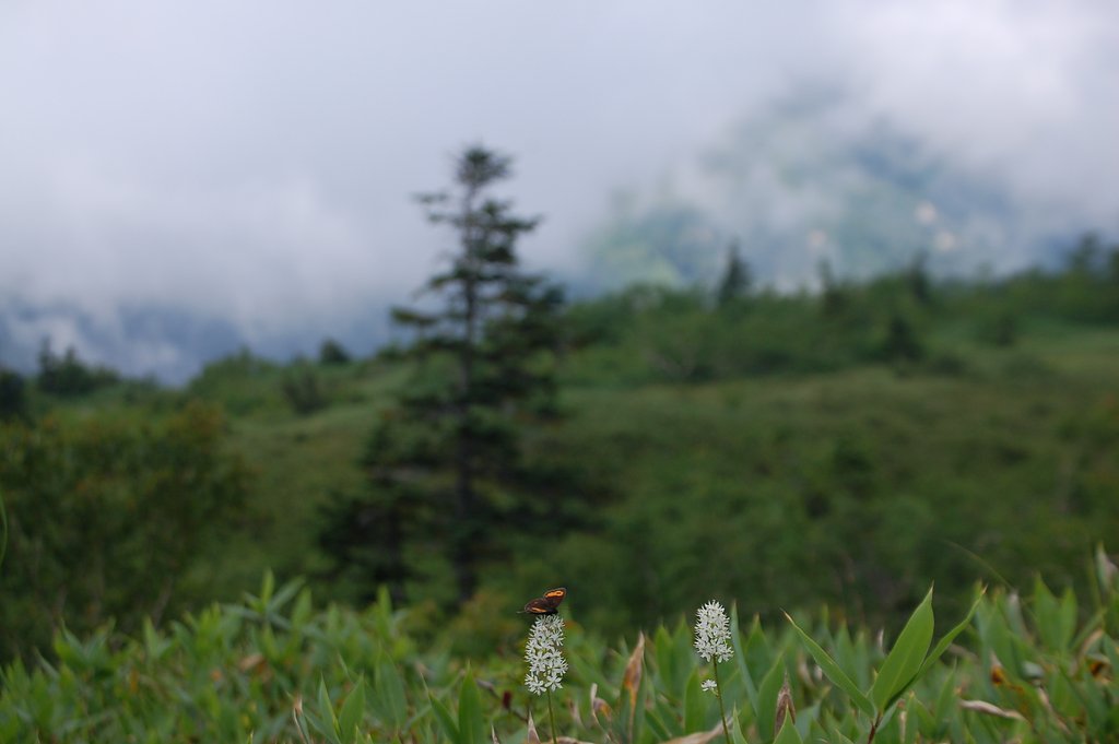 立山の蝶　ベニヒカゲ