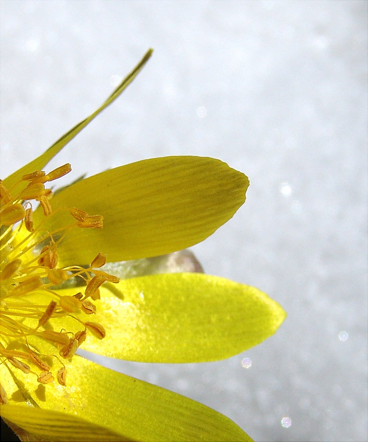 幸せを呼ぶ花