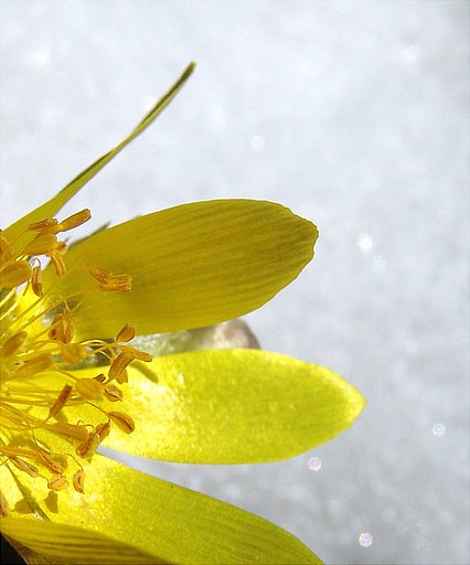 幸せを呼ぶ花