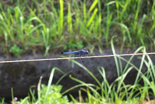 電気柵に止ったシオカラトンボ