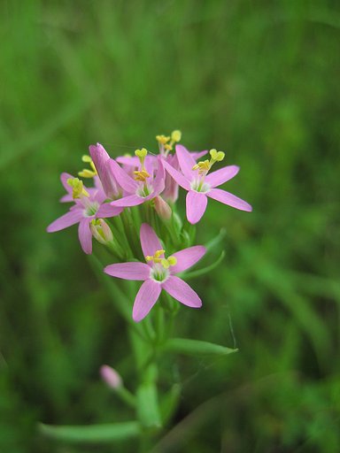 野の小花束