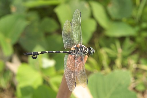 ウチワヤンマ？を見つけました。