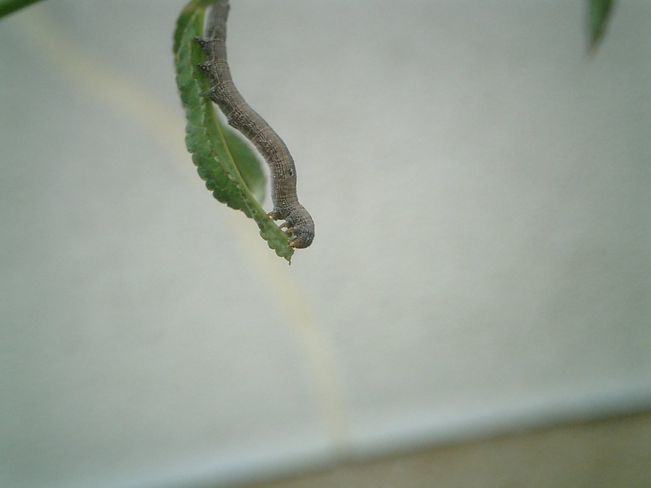 モッコウバラを食べる虫