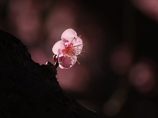 梅満開