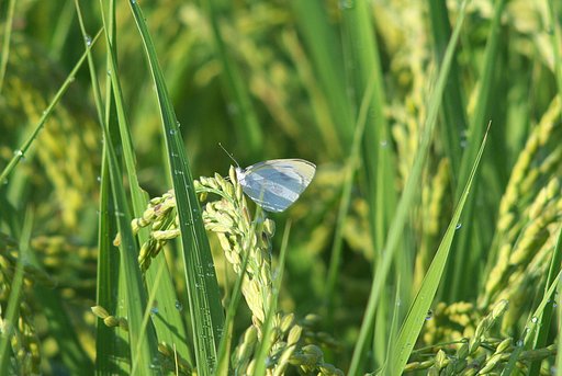 コシヒカリの稲穂で一休み！