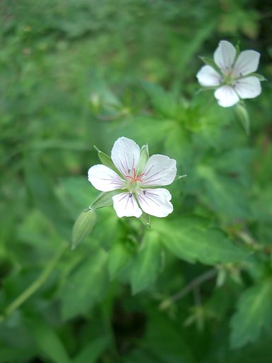 〜　ゲンノショウコの白い花のもの　〜