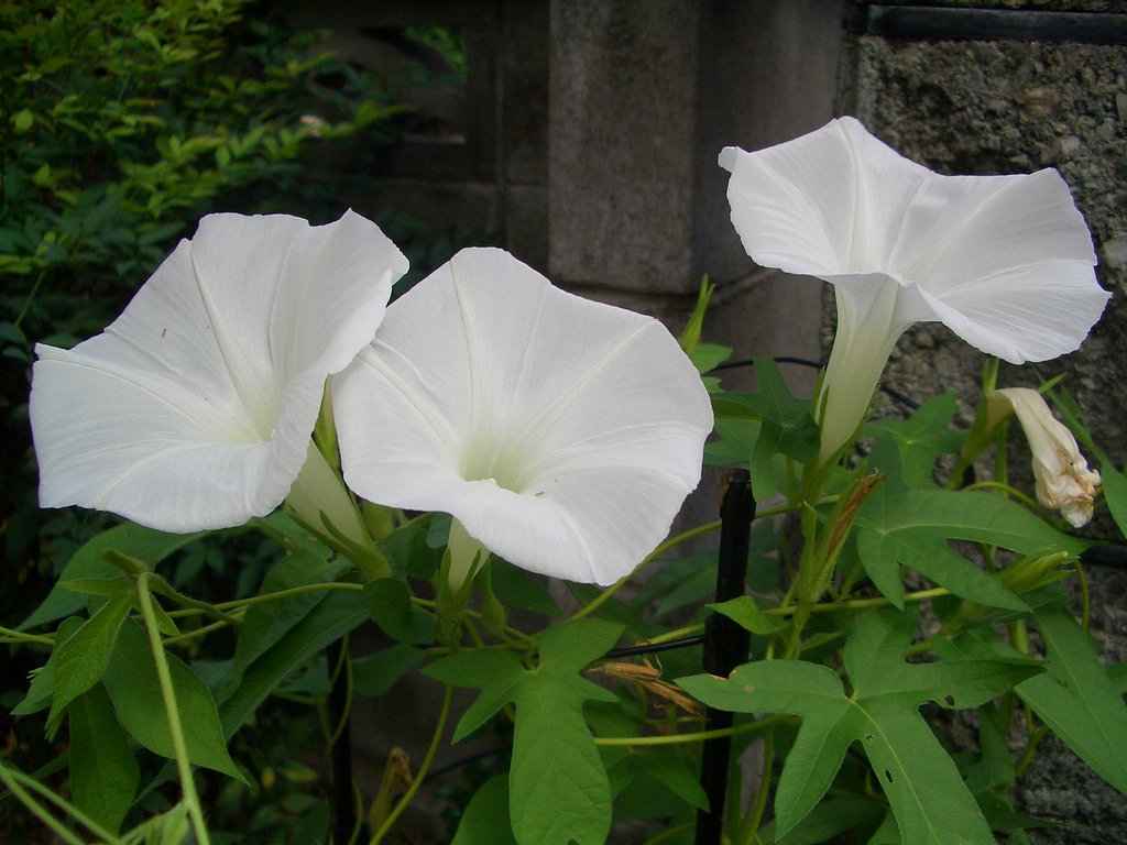 残暑お見舞いです。