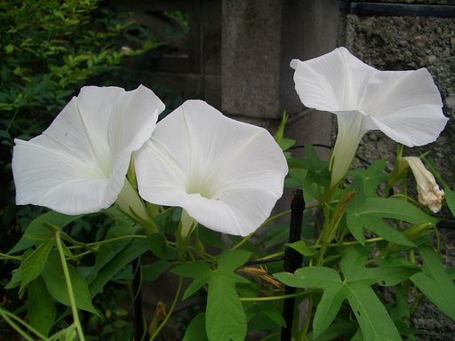 残暑お見舞いです。
