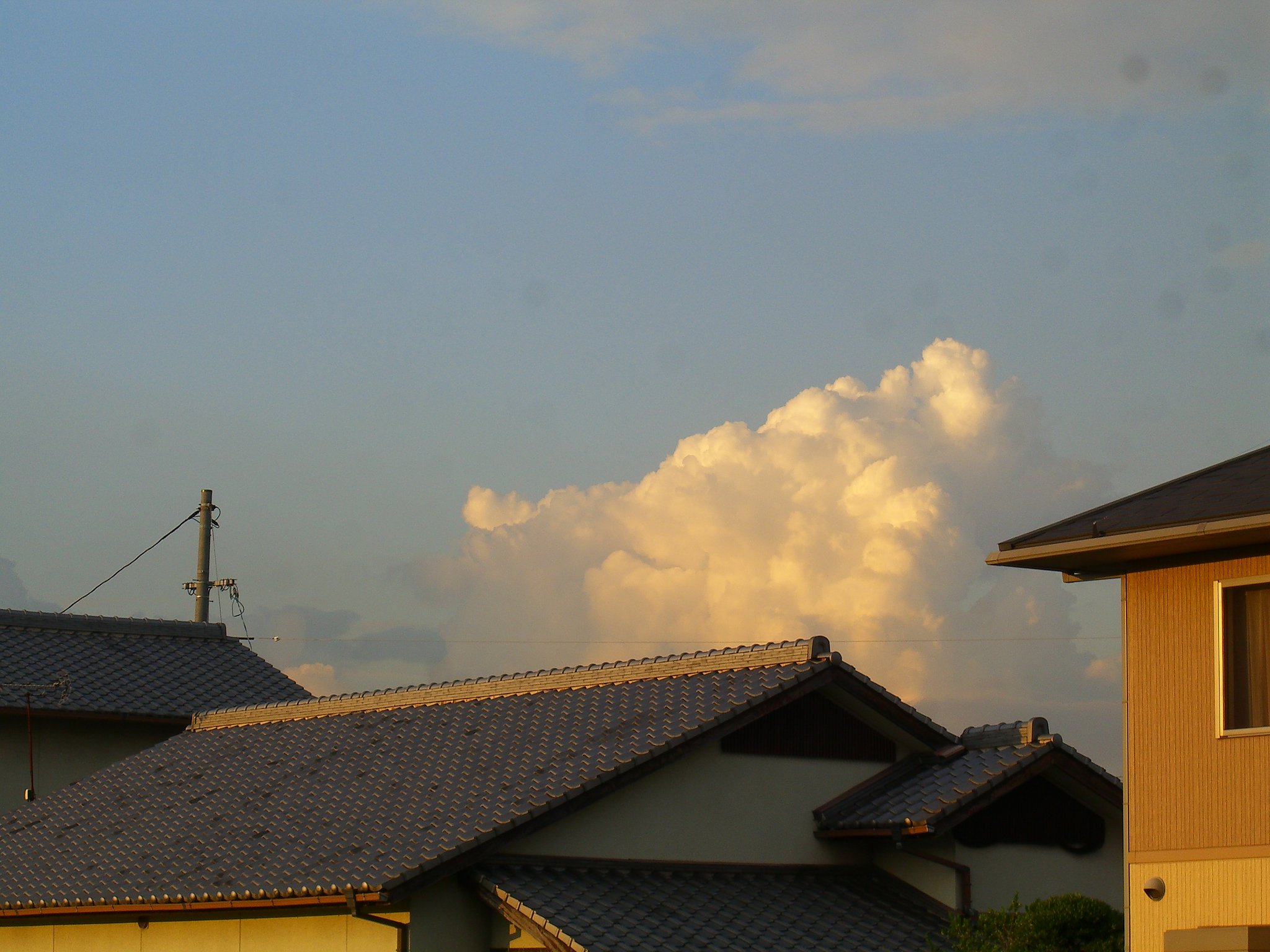 夏去らず