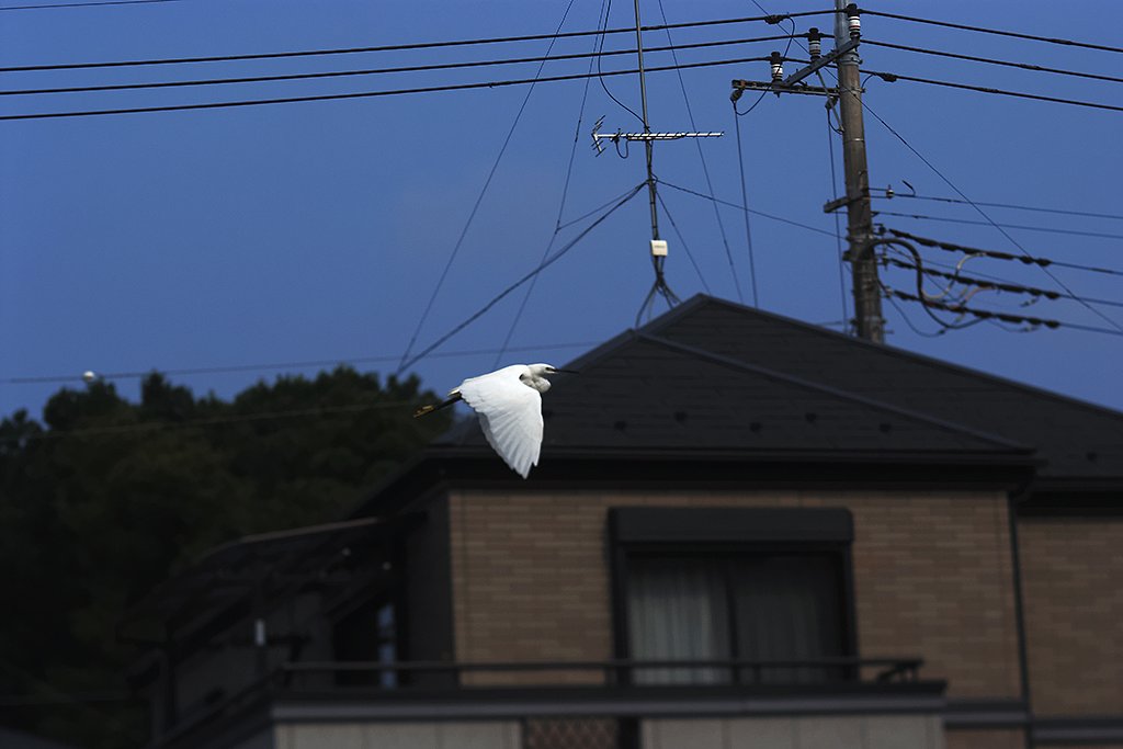 「瞬」コサギの飛翔