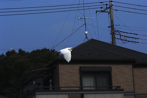 「瞬」コサギの飛翔