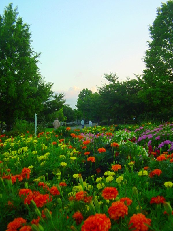 早朝の公園