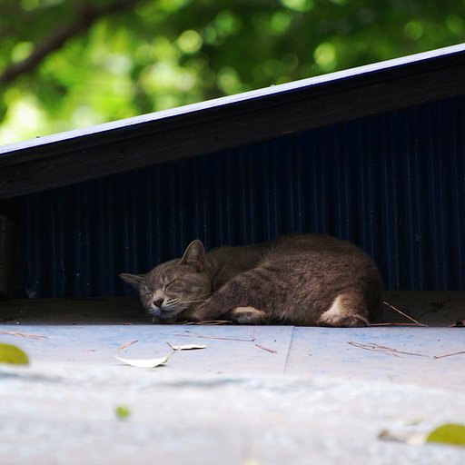 屋根の上の・・