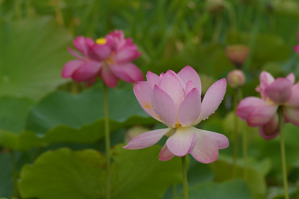 ピンクの蓮の花