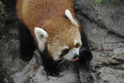 レッサーパンダ