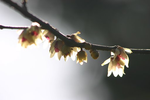 春光