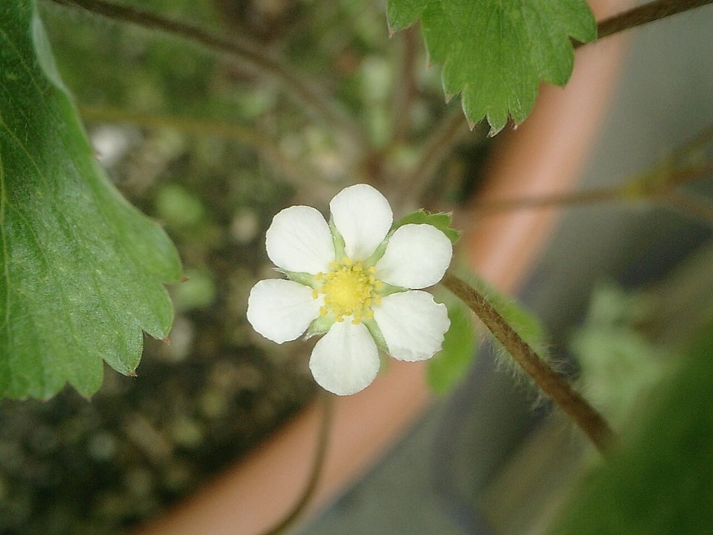 ワイルドストロベリーの花