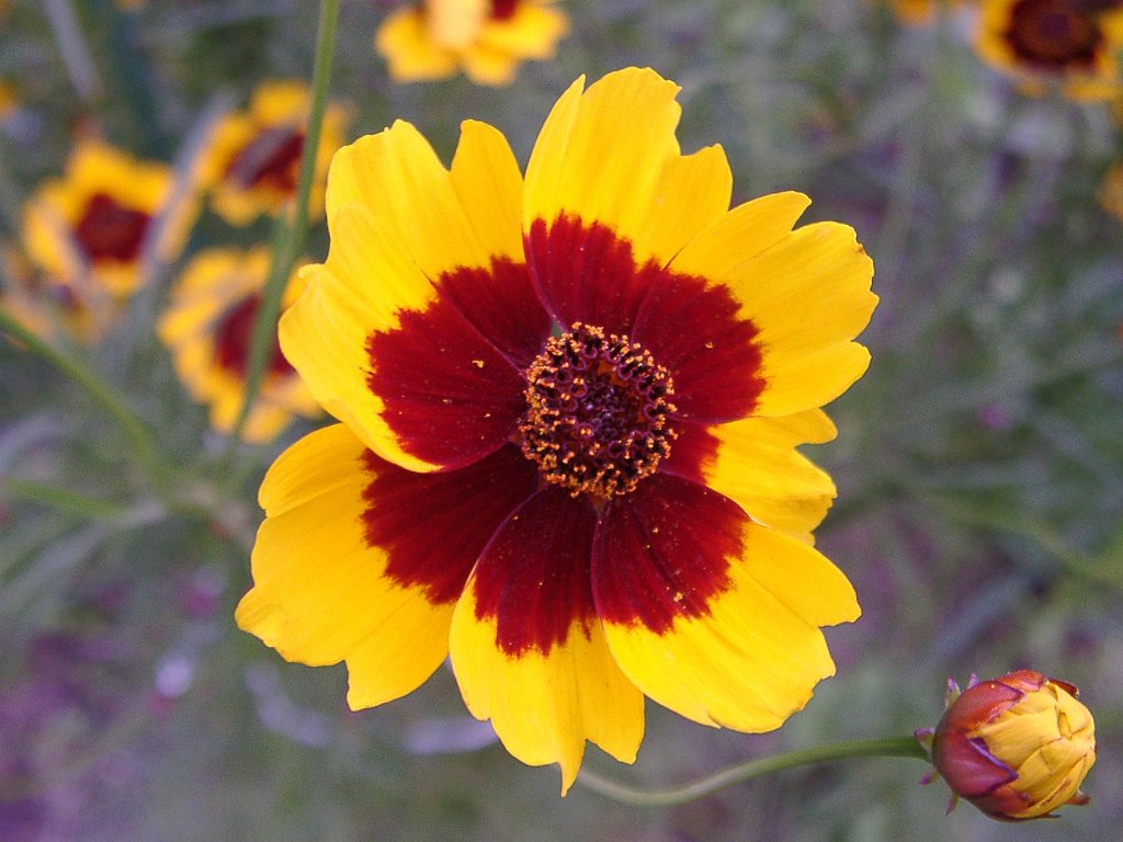 《番外》これがハルシャギク