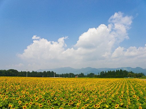夏色