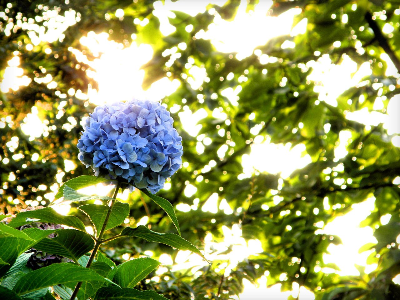 さよなら紫陽花