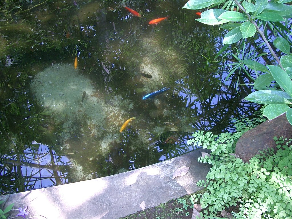 〜青い魚　続報〜