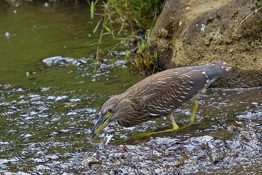 ゴイサギが獲物を捕った瞬間