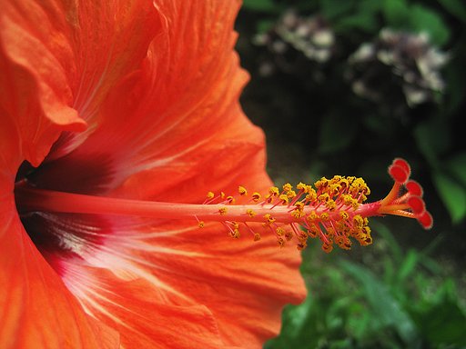 街の夏花