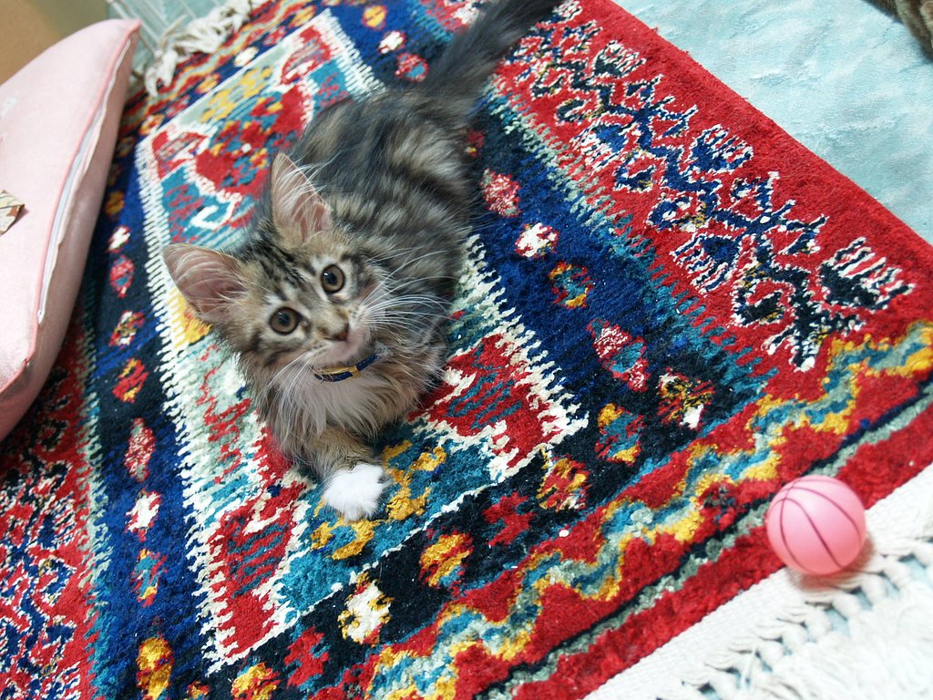 ねこさま