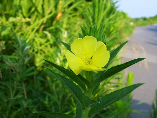 農道脇にマツヨイグサ