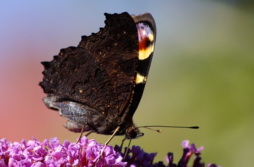 Motyl