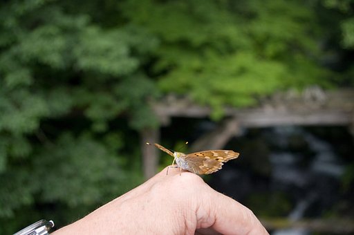 ぼくの手は蜜の味？