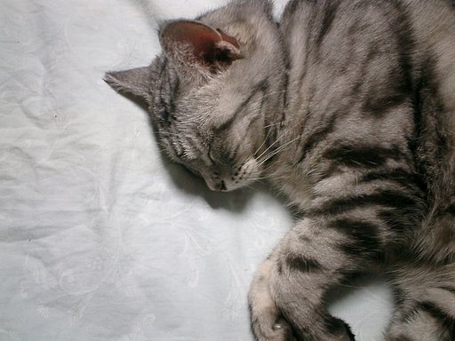 ねこ
