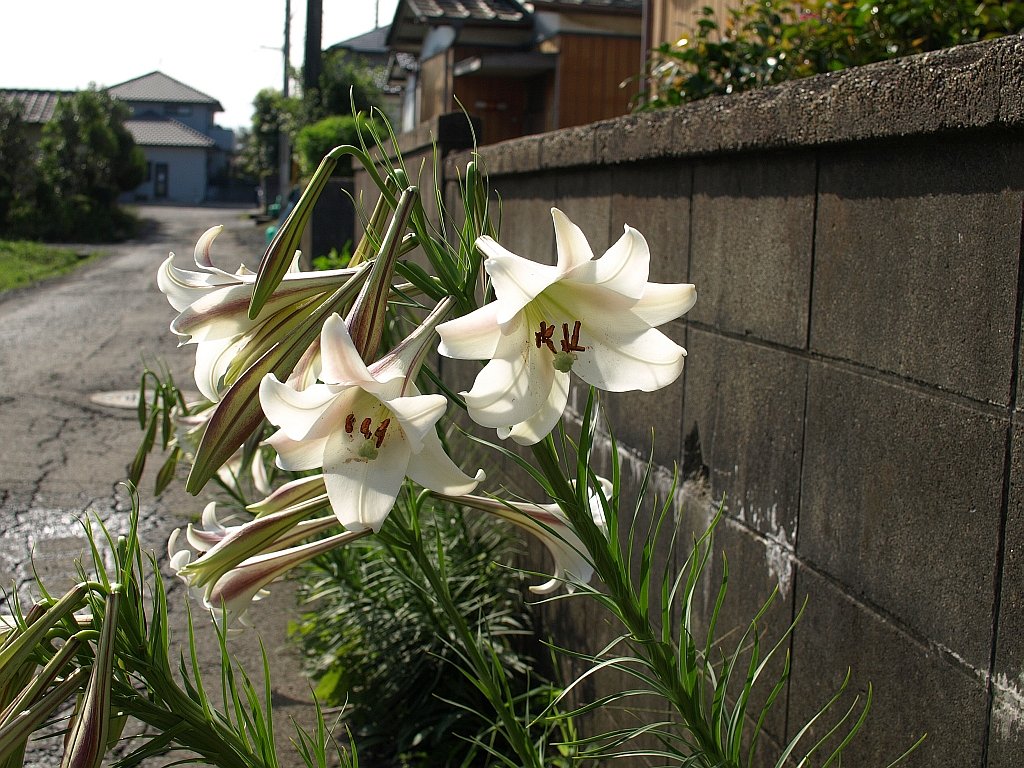 またまたテッポウユリ