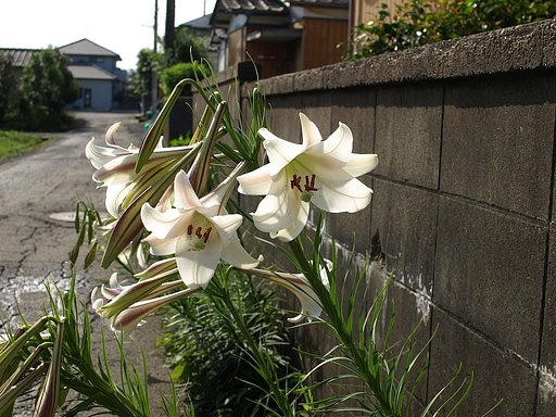 またまたテッポウユリ
