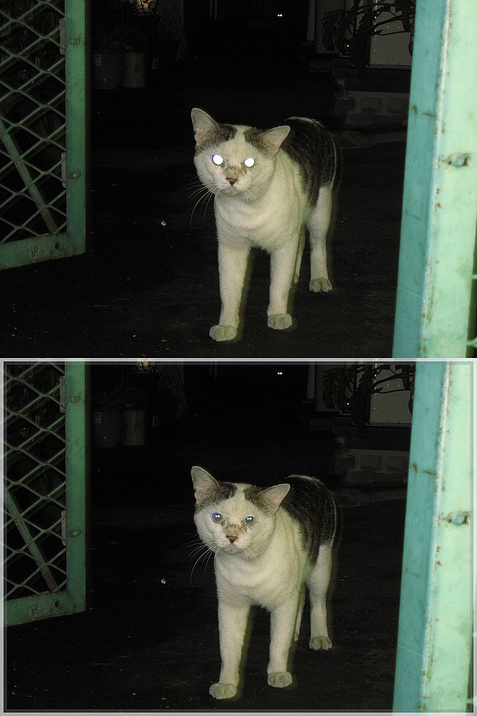 夜の野良