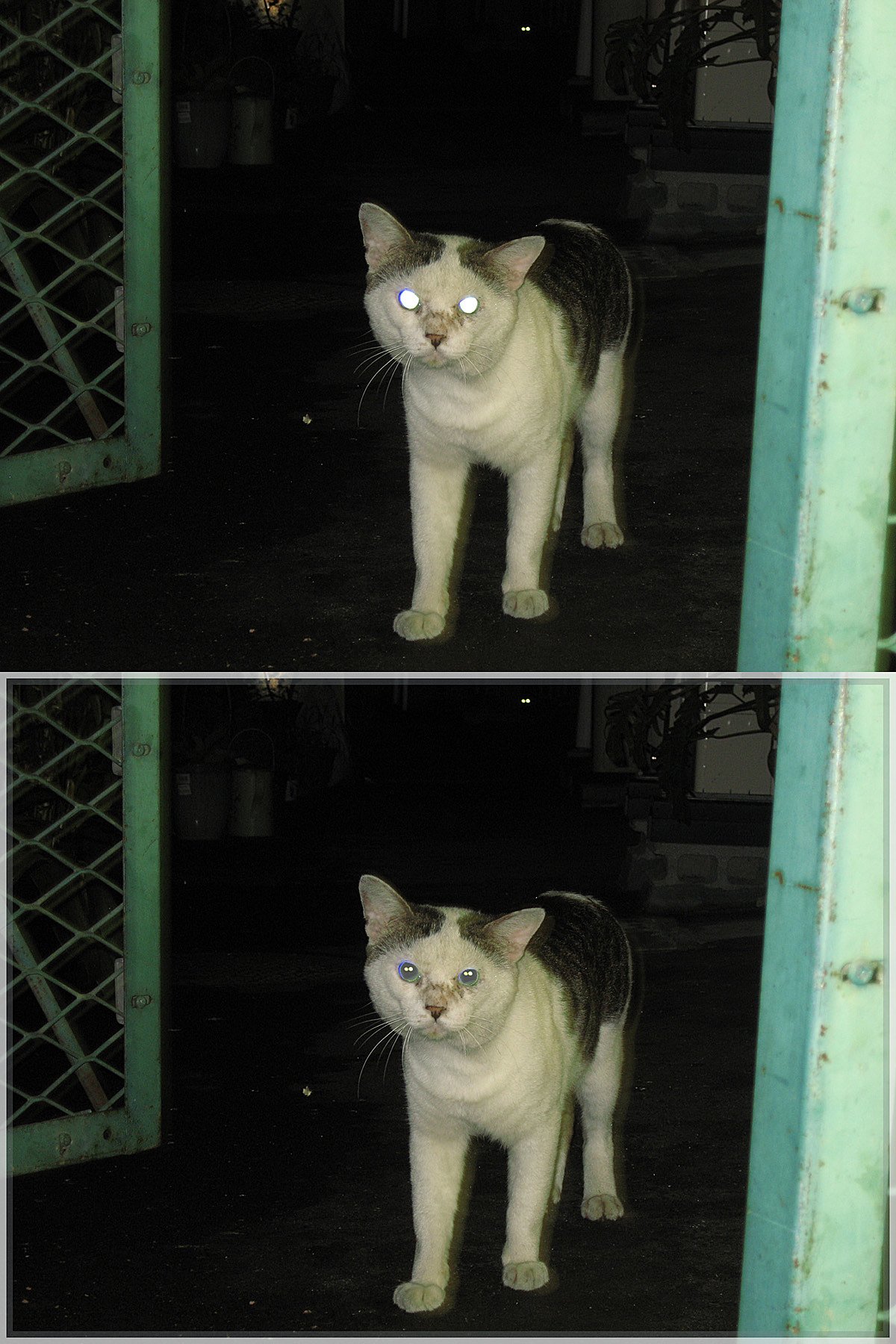 夜の野良