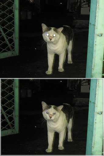 夜の野良
