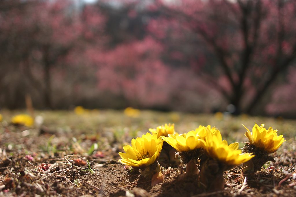 森林公園の福寿草