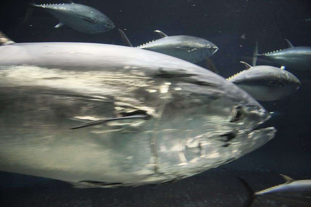 マグロの回遊