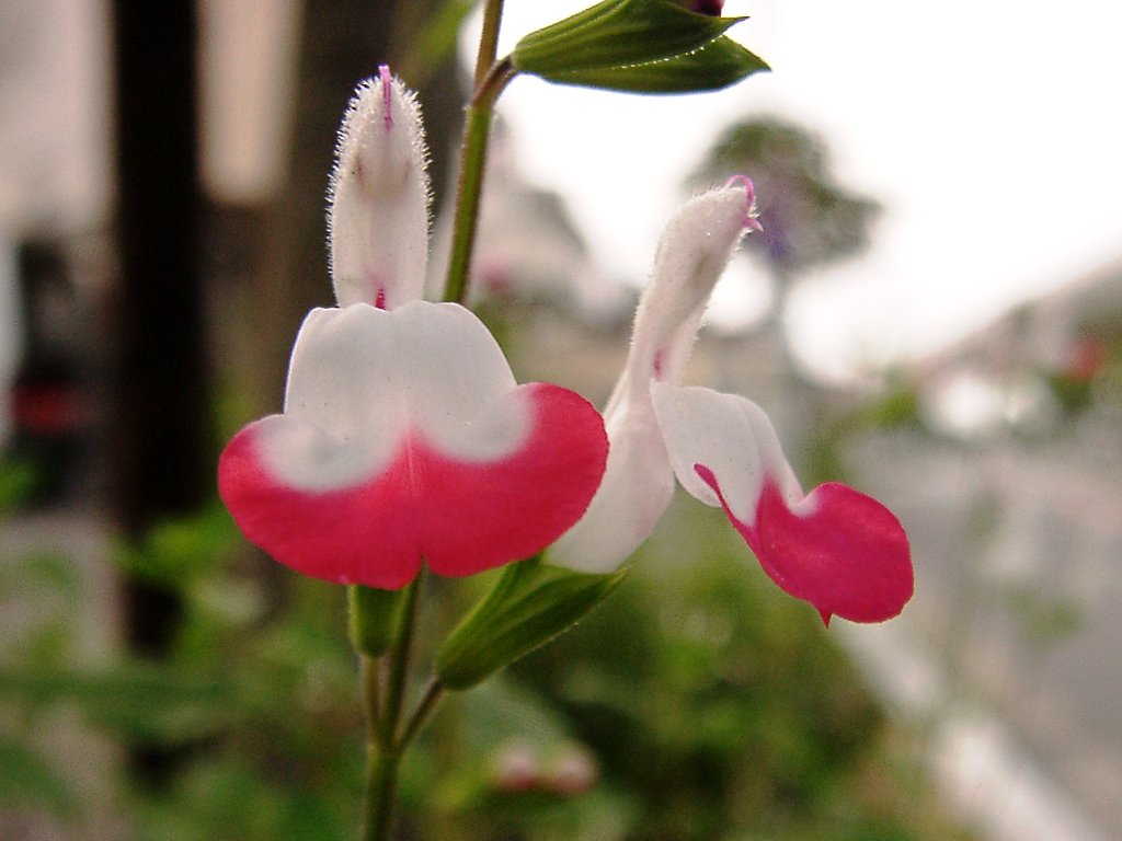 《番外》めでたい紅白の花