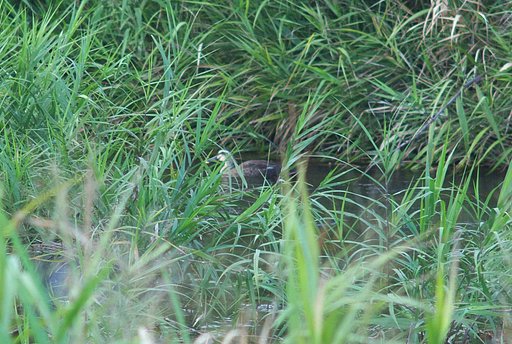 蒲生川の上から下に泳いでいるカルガモ！