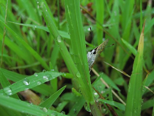 早朝の雨と蝶２