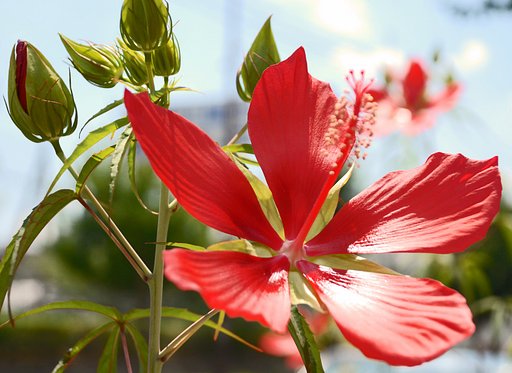 夏っぽい花