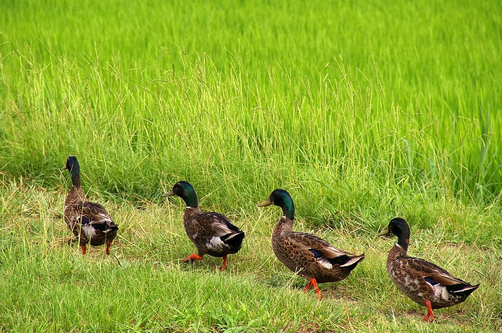 カモカモ大行進