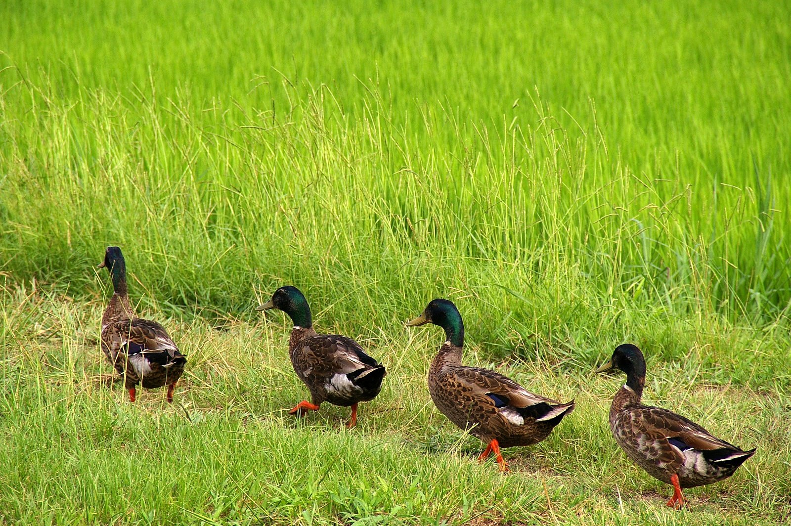 カモカモ大行進