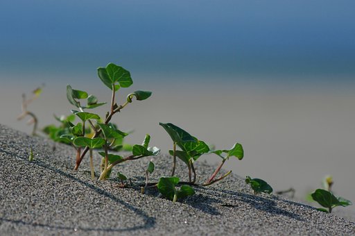 砂浜で生きる